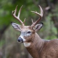 A brown deer