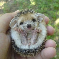 A cute hedgehog