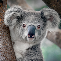 A beautiful koala